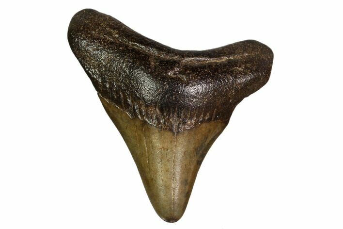 Juvenile Megalodon Tooth - Georgia #158837